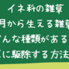 イネ科の雑草｜５月から生える雑草はどんな種類がある？簡単に駆除する方法は？