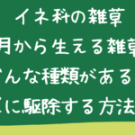 イネ科の雑草｜５月から生える雑草はどんな種類がある？簡単に駆除する方法は？