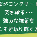 雑草がコンクリートを突き破る。強力な雑草を根こそぎ取り除く方法