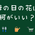母の日の花は何がいい？